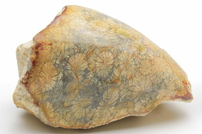 Polished Fossil Coral Head - Indonesia #210925